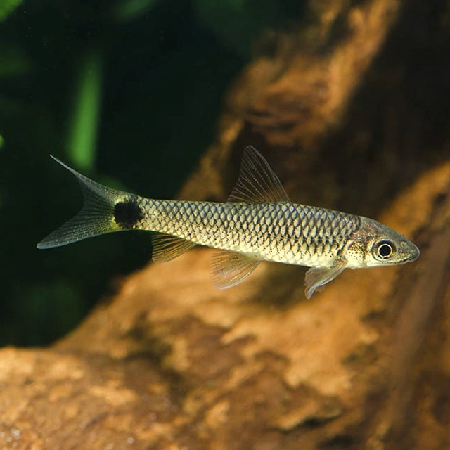 Crossocheilus reticulatus L